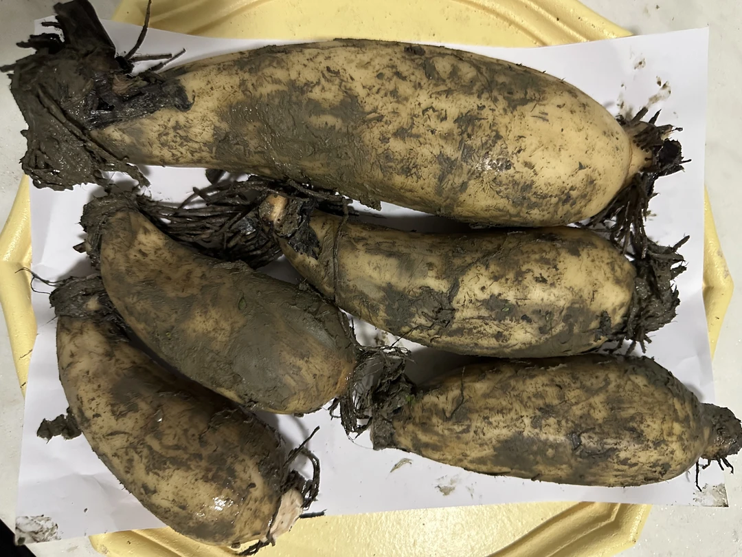 洪湖正宗莲藕清甜可口新鲜食用蔬菜藕把子藕尾巴