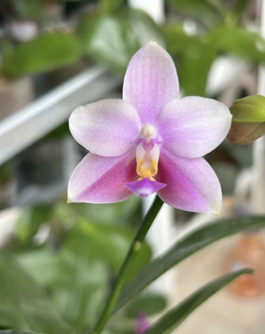 【雪花交狗】蝴蝶兰雪花交狗3.0寸带花或者梗发货