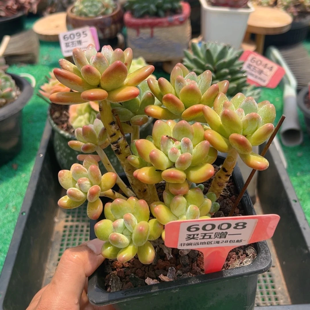 表妹精品多肉6008