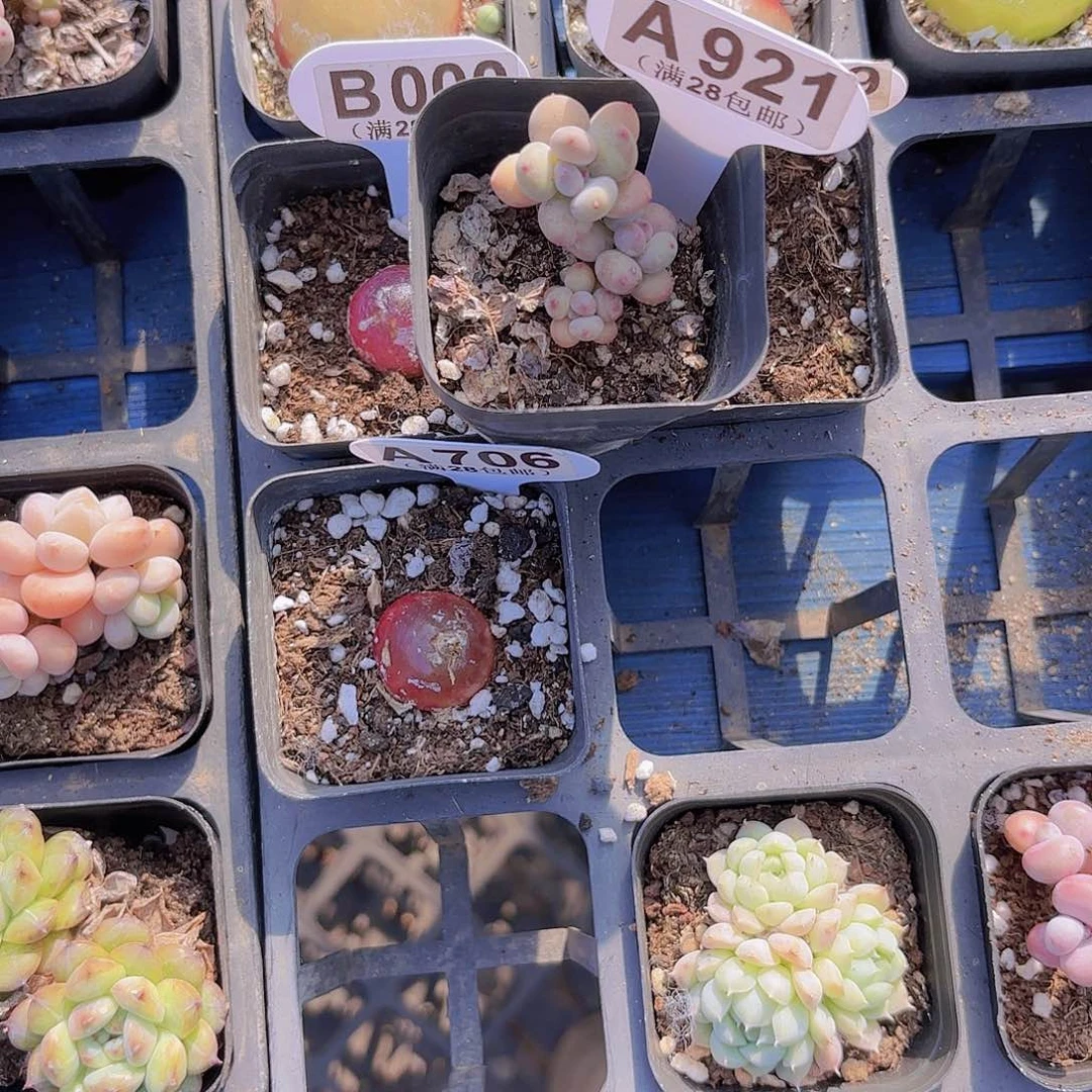 你****！A921萤火虫一物一拍