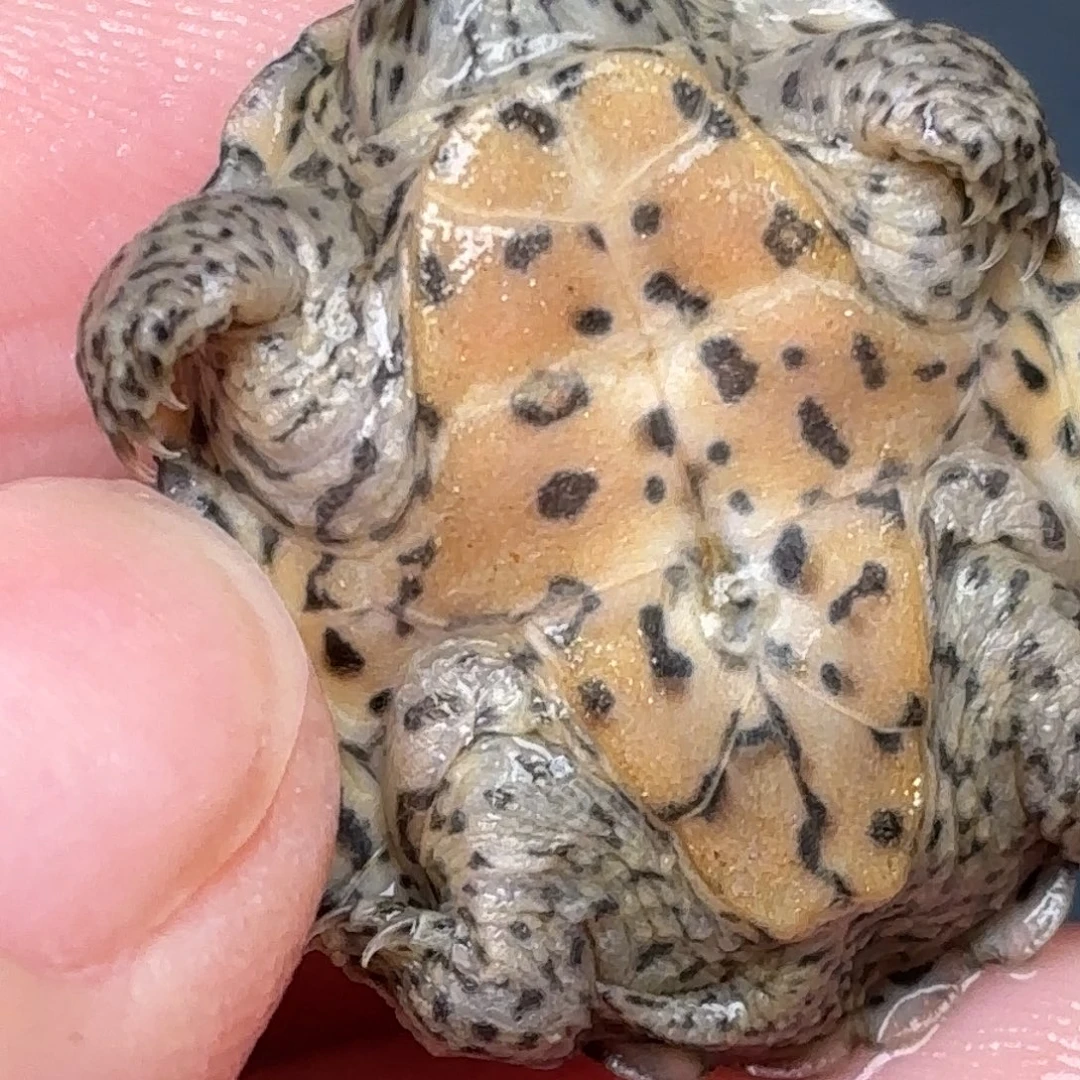 不分公母剃刀龟全品鼎级粗满文黑刀