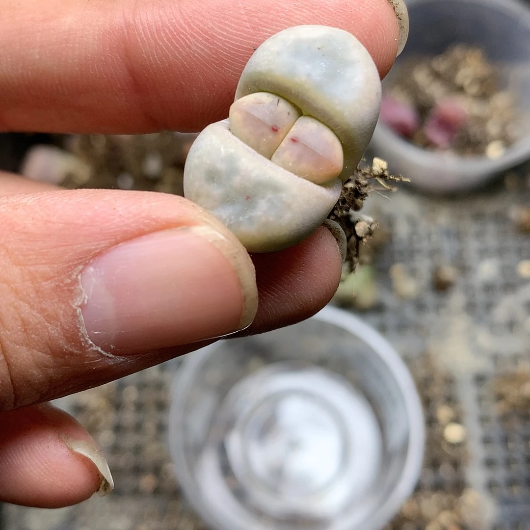 D134多肉植物保护