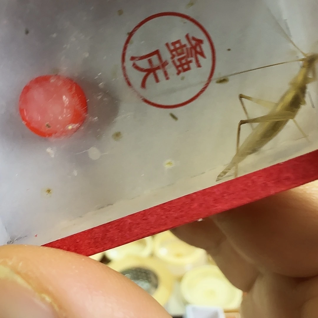 柬竹2只2222222222