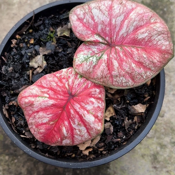 73-1114阿鲁哇广东现货