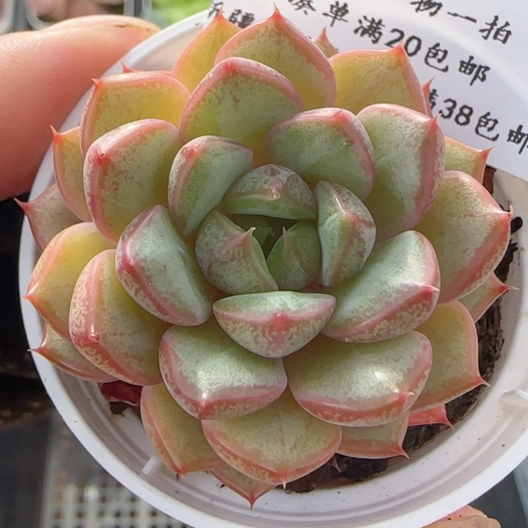 0611-22小胖子福利