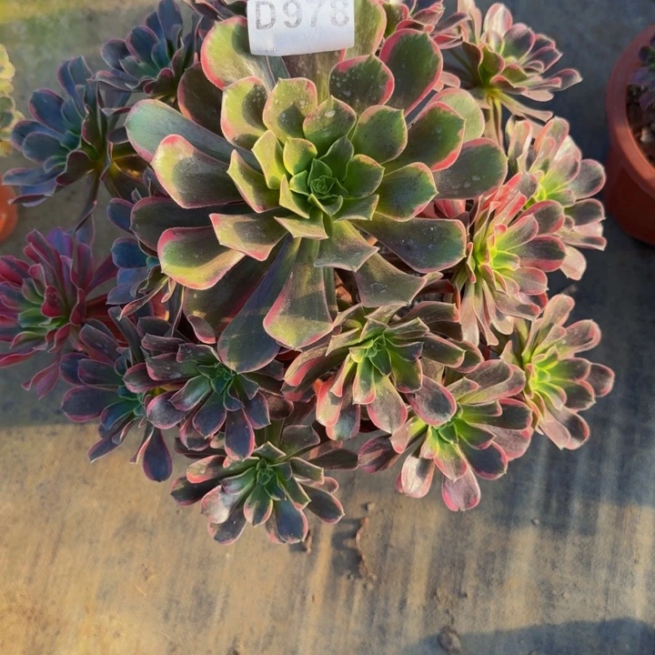 00000000000978玫瑰花脸