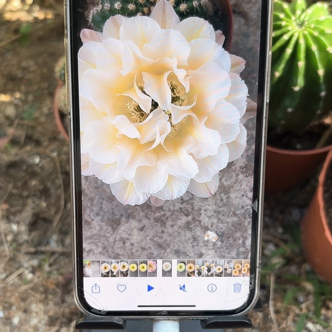 彩草13姨侧牙3-3.5公分左右