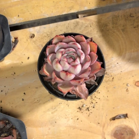 单头赫拉多肉植物