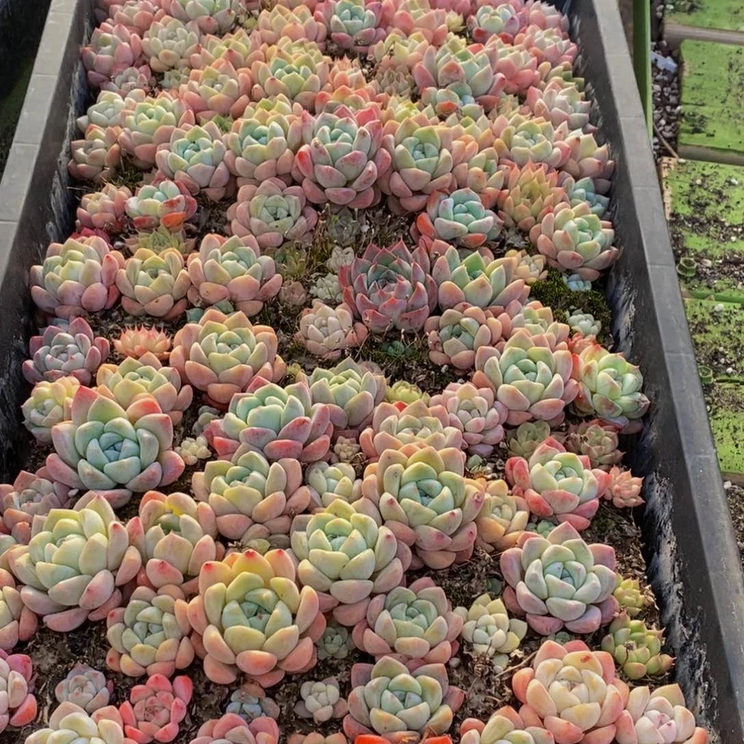 093多肉植物保护研究所所长的