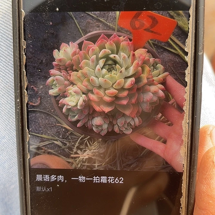 晨语多肉，一物一拍霜花