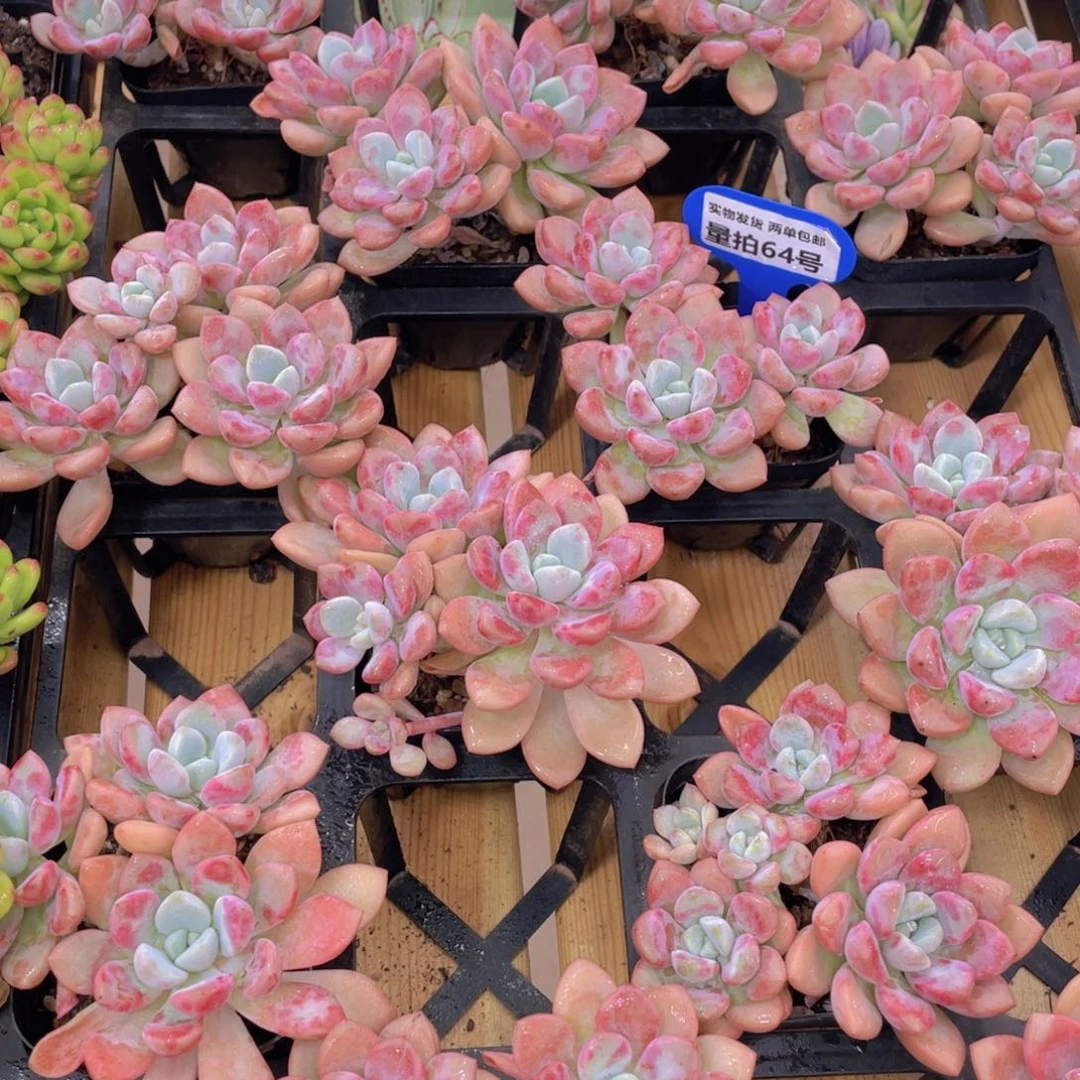 量拍64号 白鹭花斑鹭老桩大群生一个