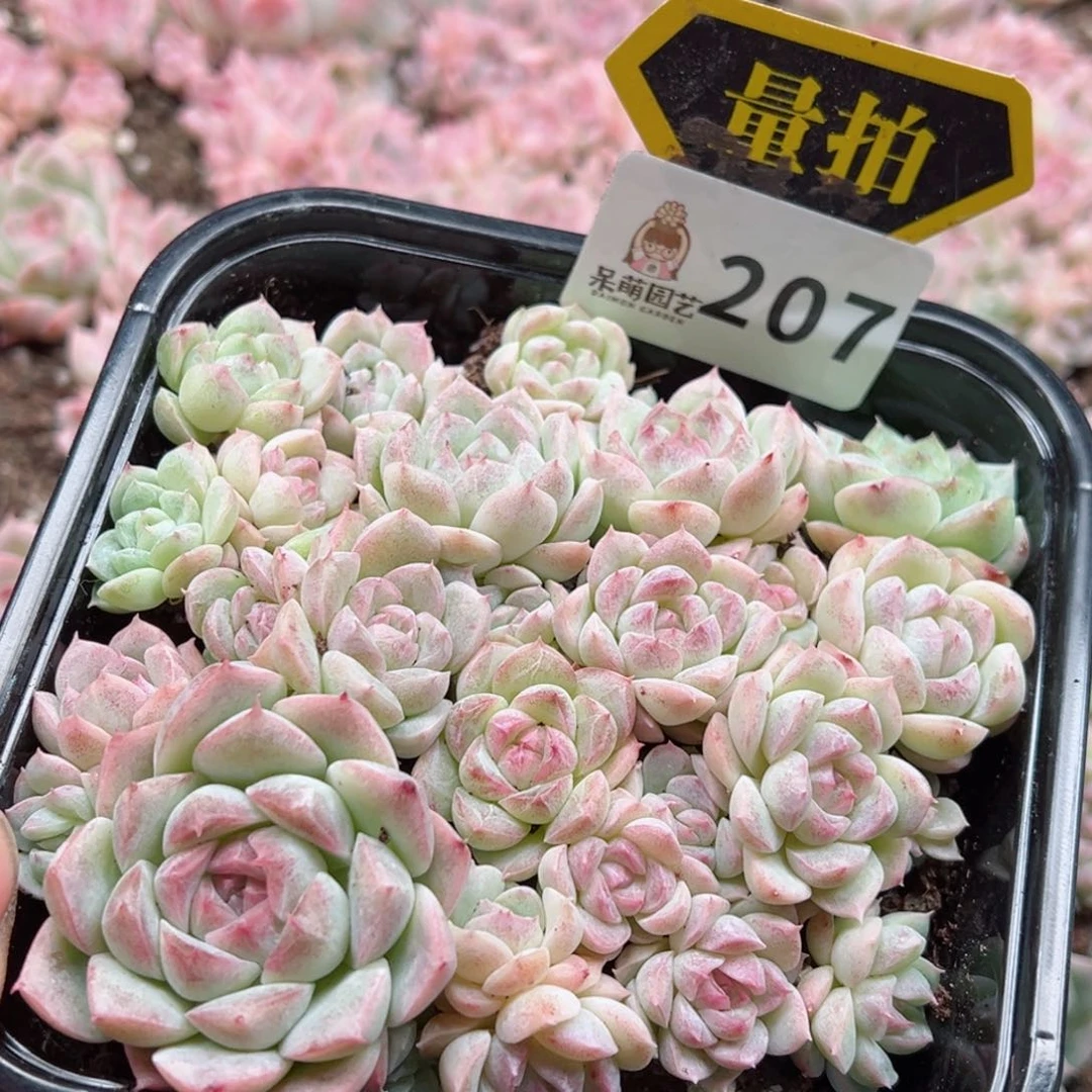 多肉植物多肉植物