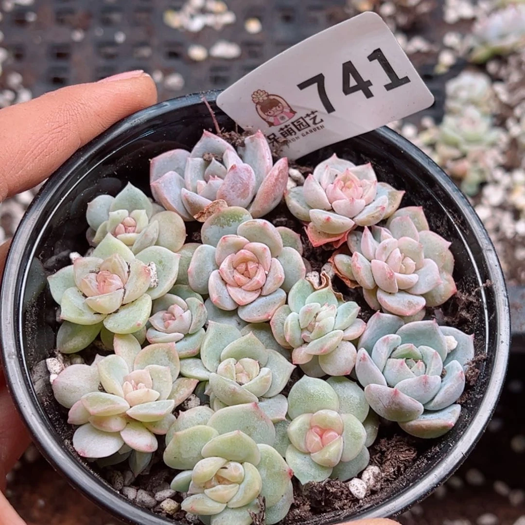 多肉植物多肉植物