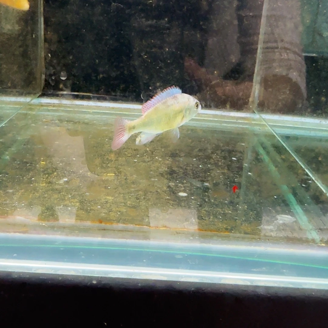 慈鲷厚皮816。