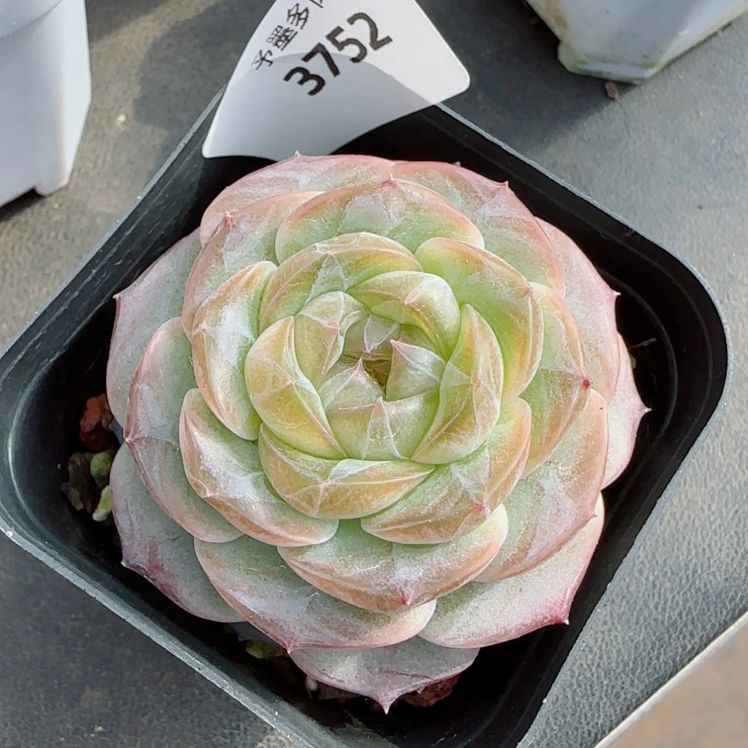 微光，3752多肉植物