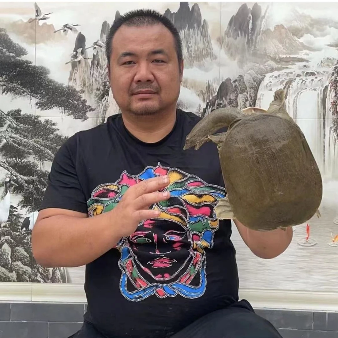 (多只)甲鱼小王子推荐土甲鱼