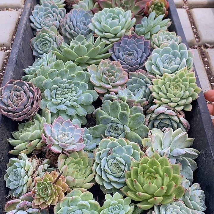 61 多肉植物盆栽花卉