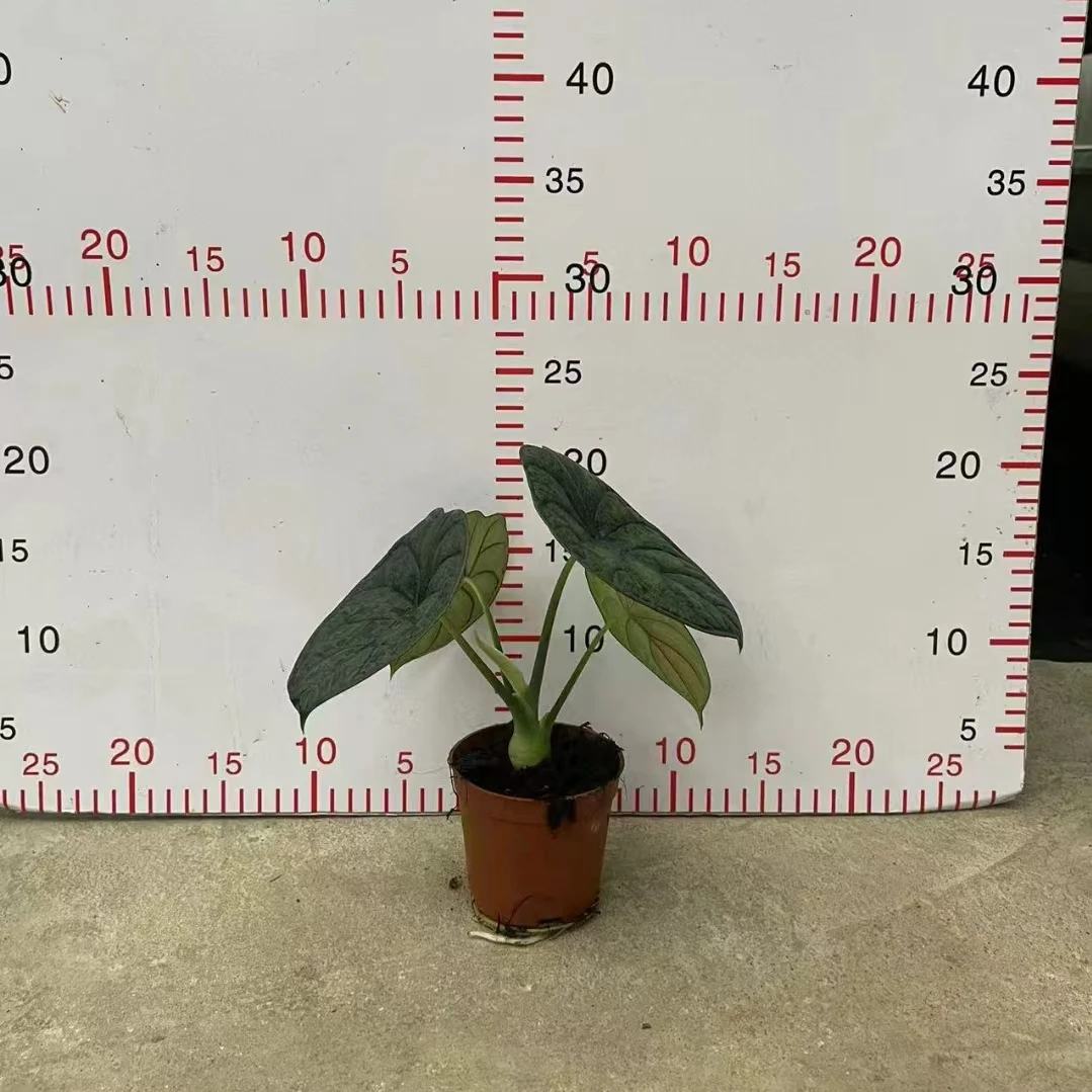 90#神盾海芋盆栽