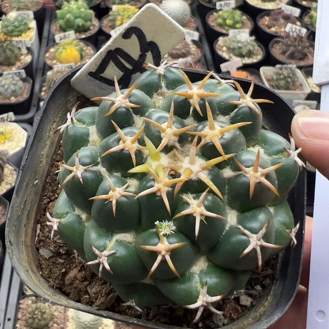 543坦斯象牙萝卜根22