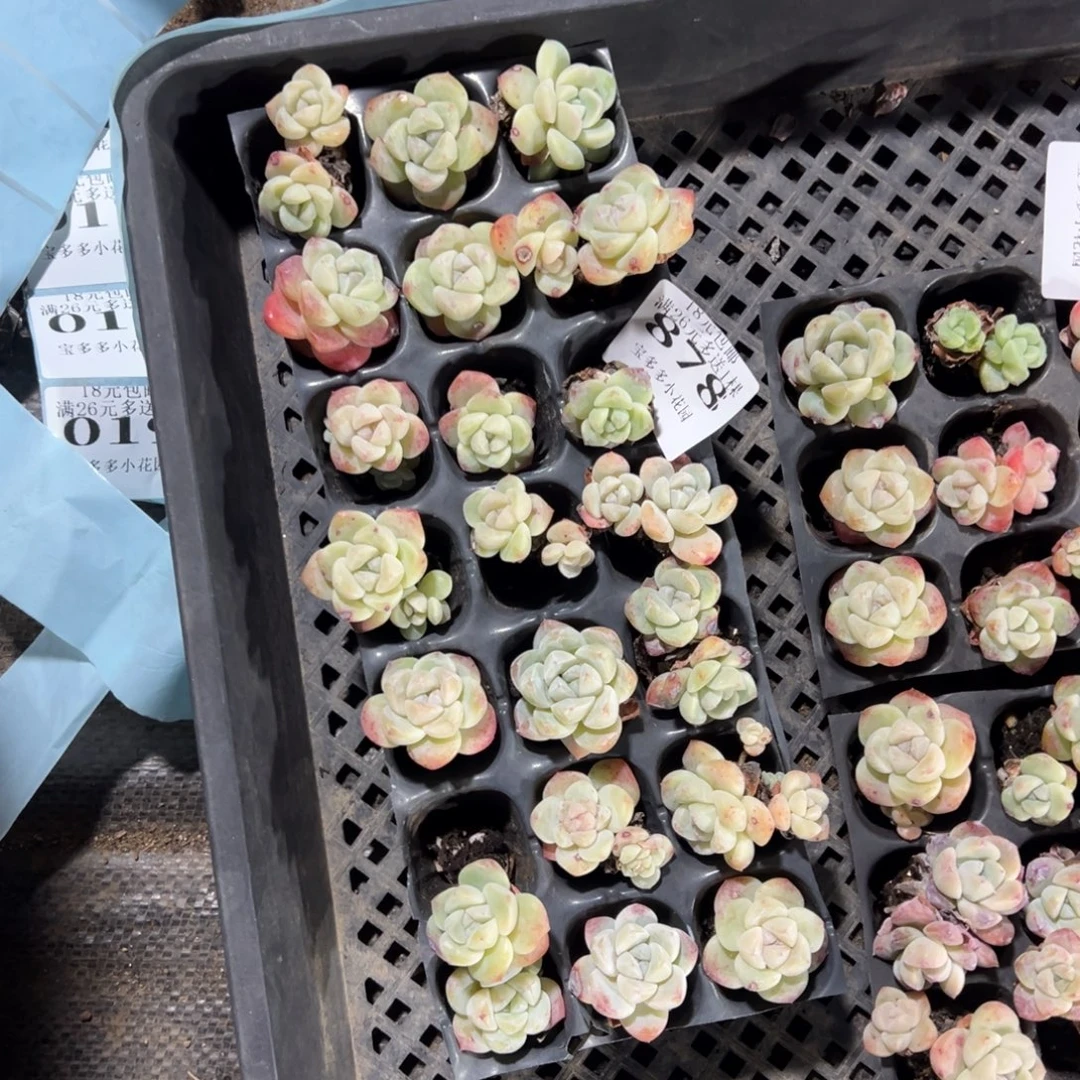 878号瑕疵冰玉到手21颗 不包整散不售后