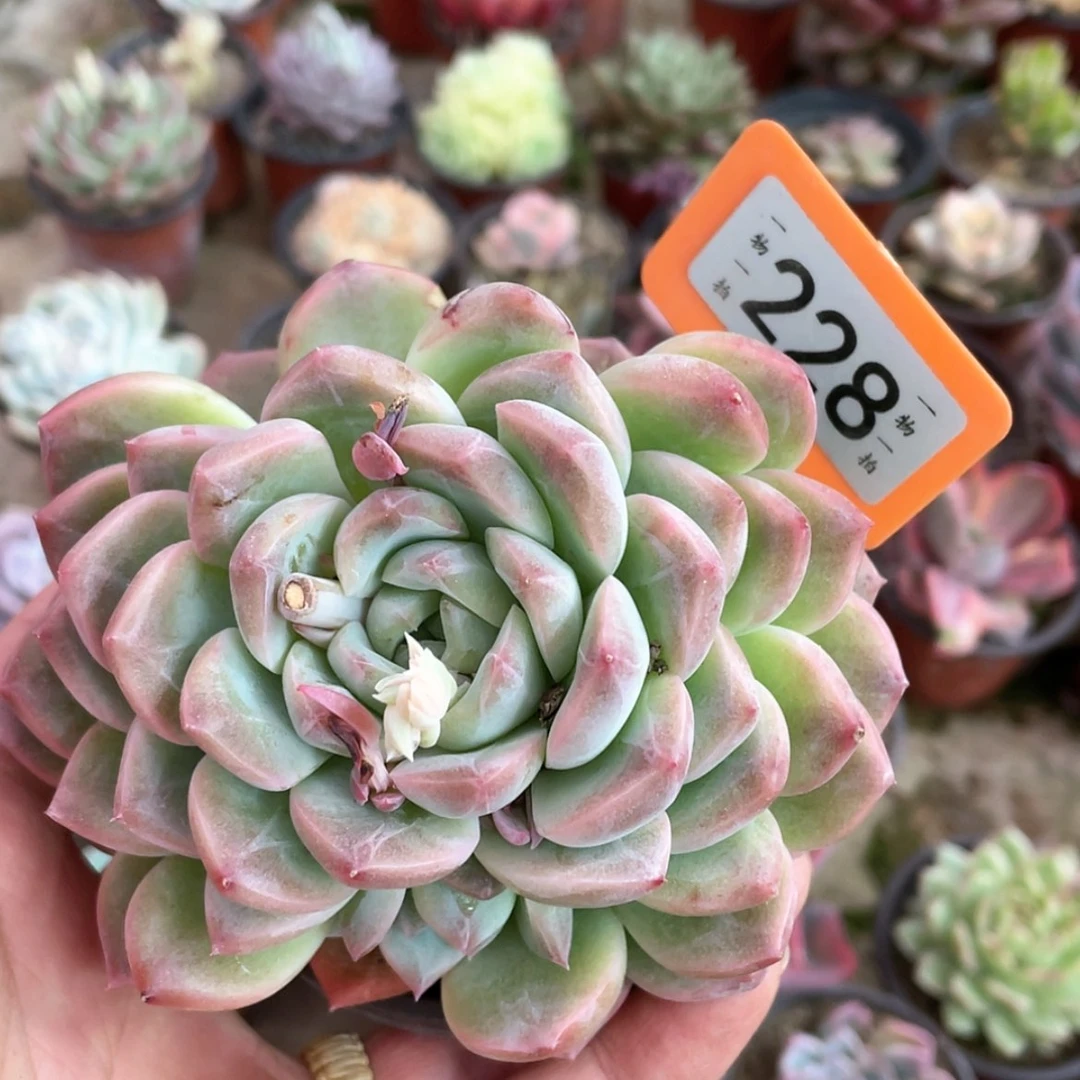 【闪购商品】迷****?228号