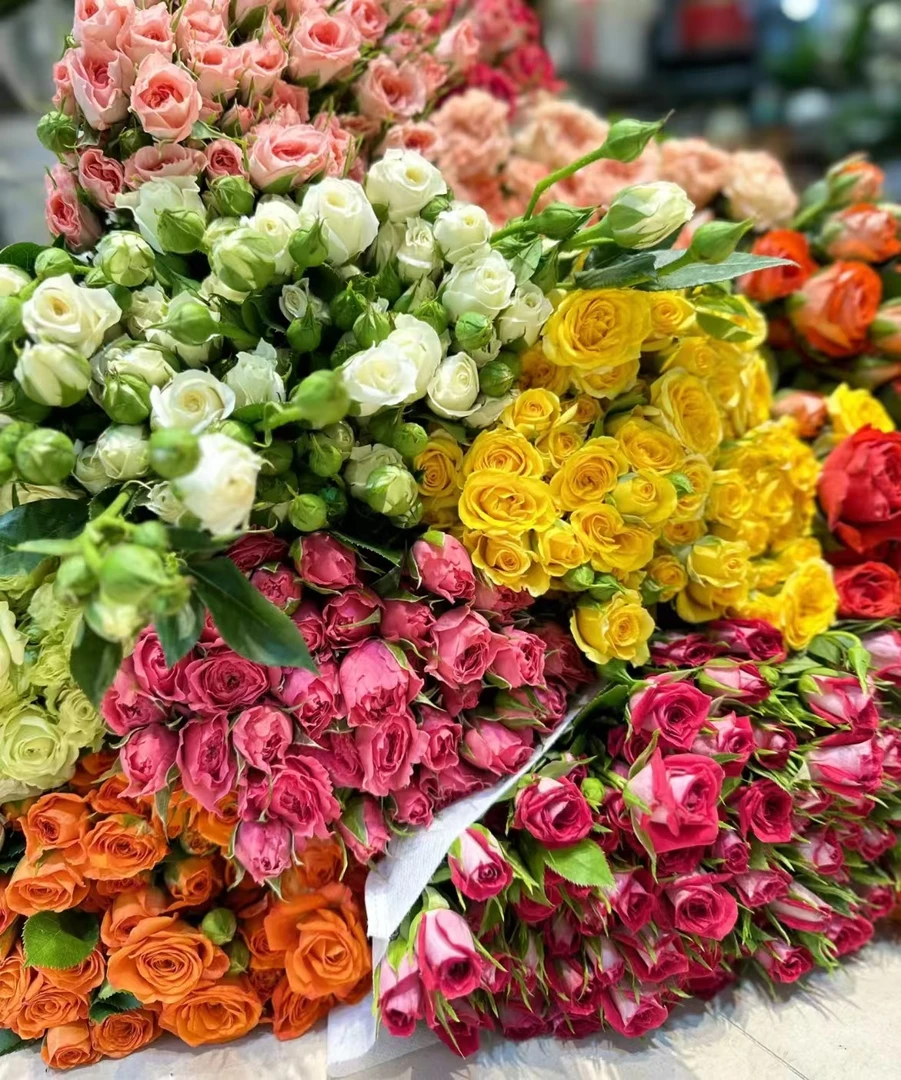 【云南鲜花单头玫瑰40枝4个色发货】云南鲜花基地直发