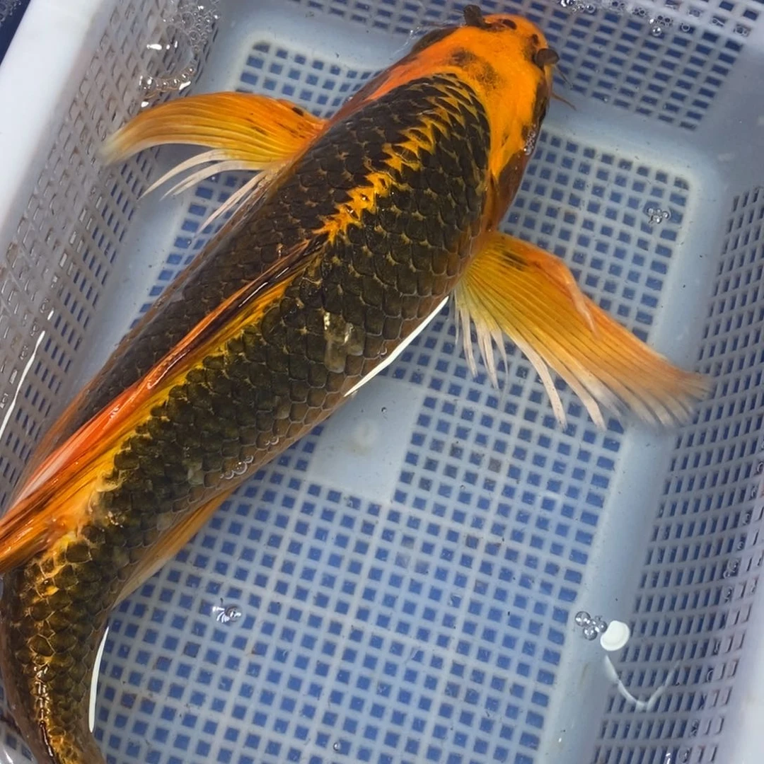 锦鲤冷水锦鲤包邮