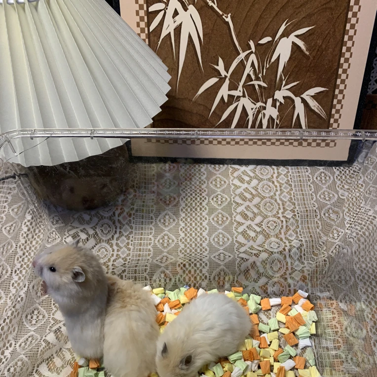 家养可爱宠物卷毛波利（直播挑选）