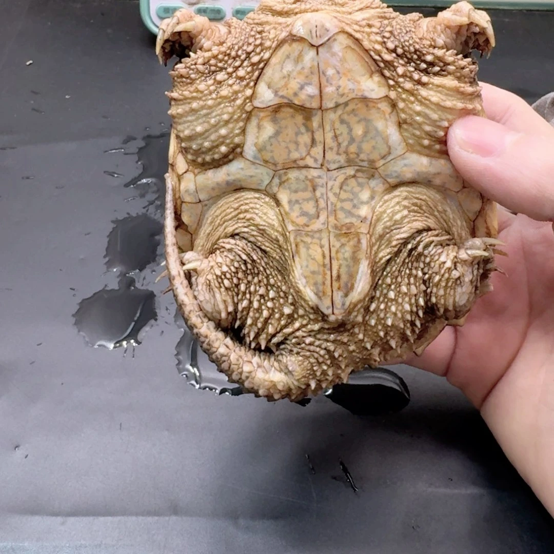 宠物龟不分公母111
