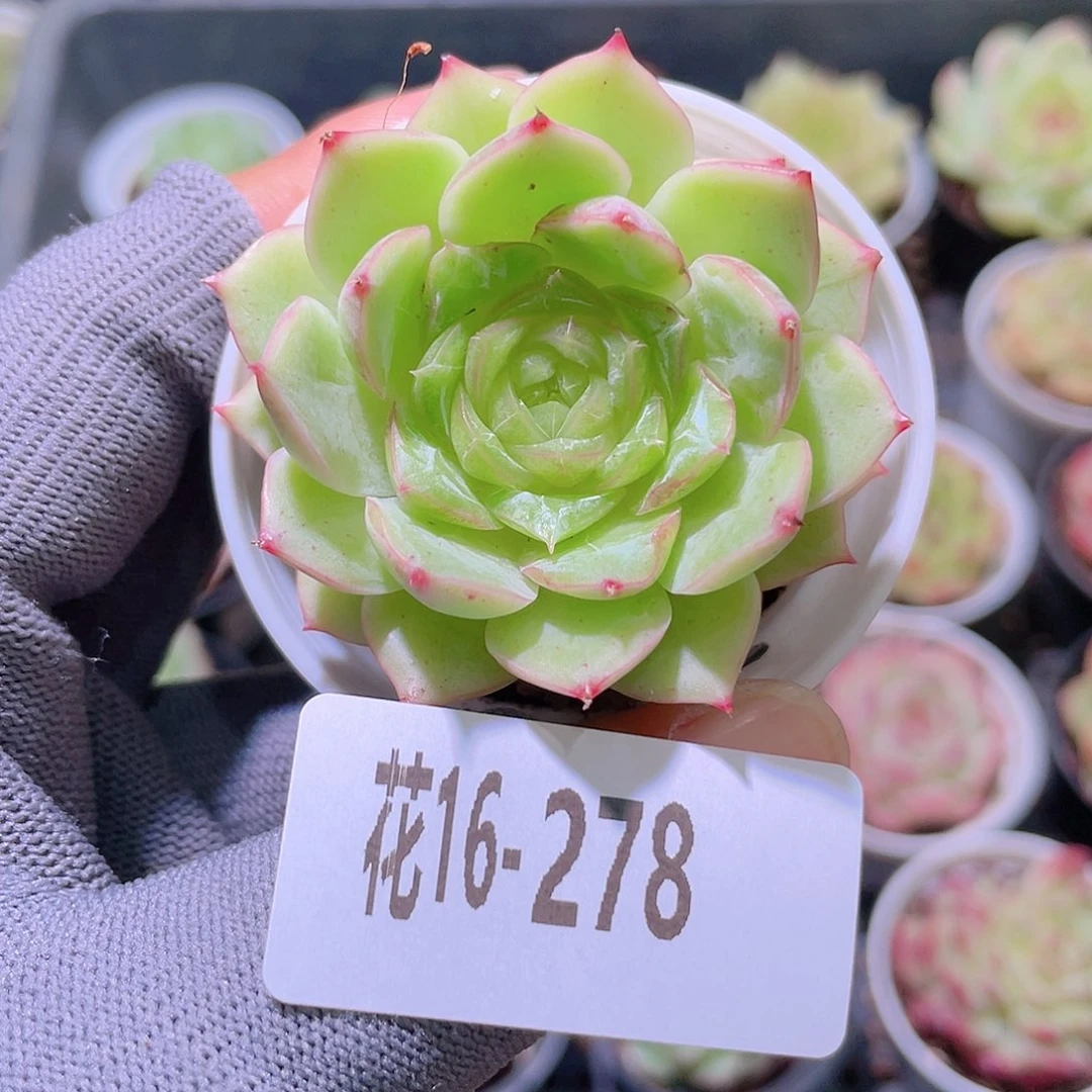 花利美16-278新品珍妮