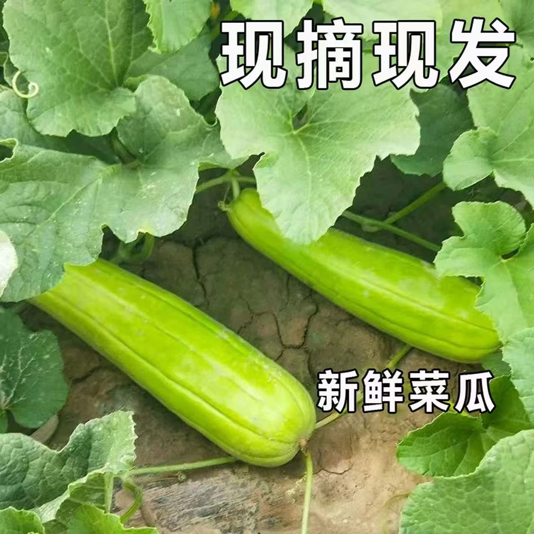 安徽无为特产新鲜蔬菜菜瓜烧瓜捎瓜非甜瓜可生吃可凉拌现摘现发