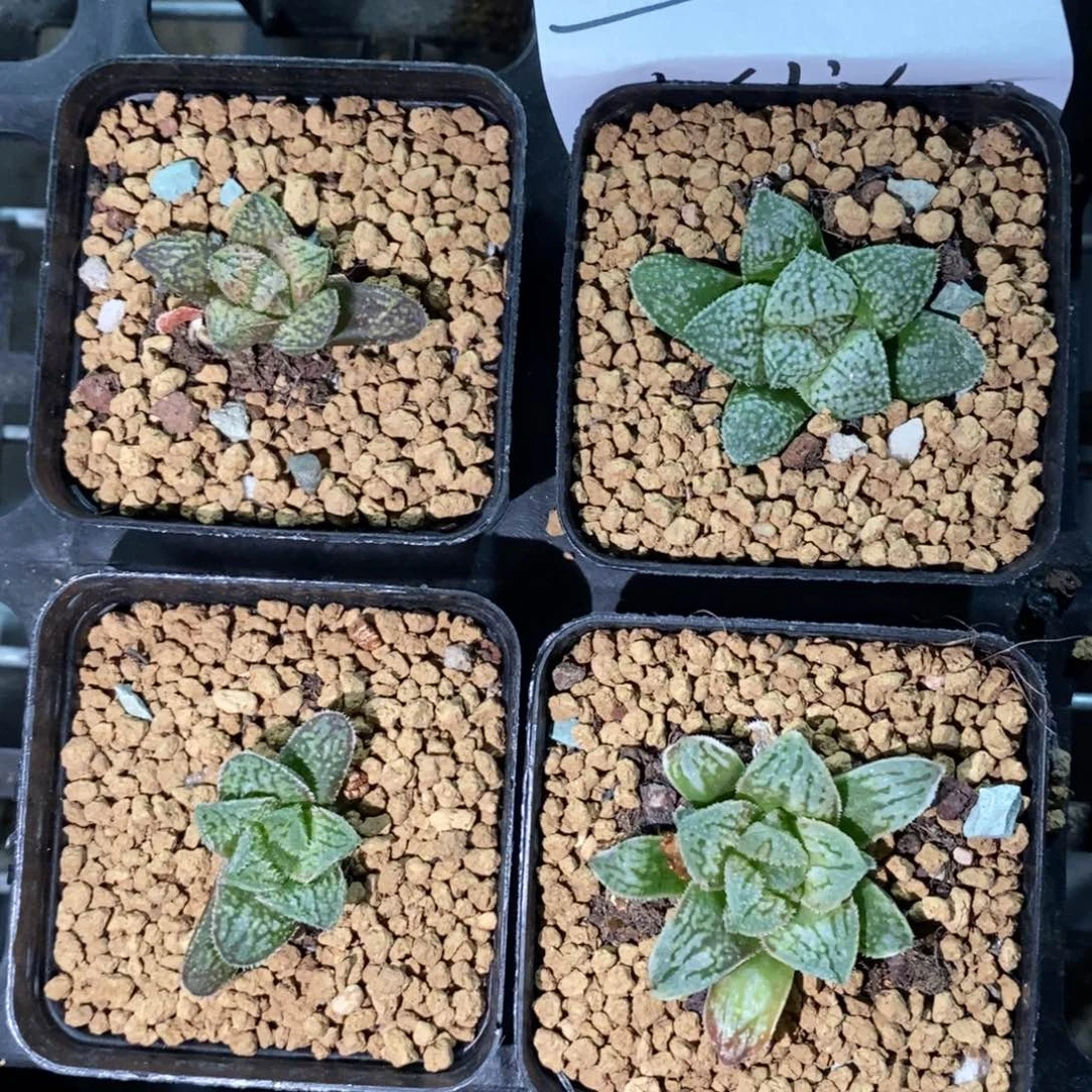 313 一颗实生青莲。 超级福利