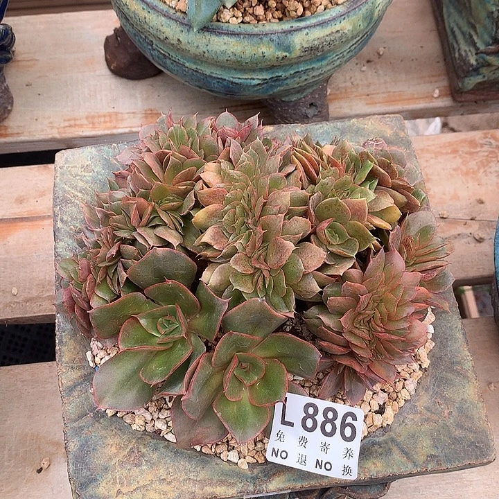 蒙娜丽莎缀化 多肉植物，9.28号发