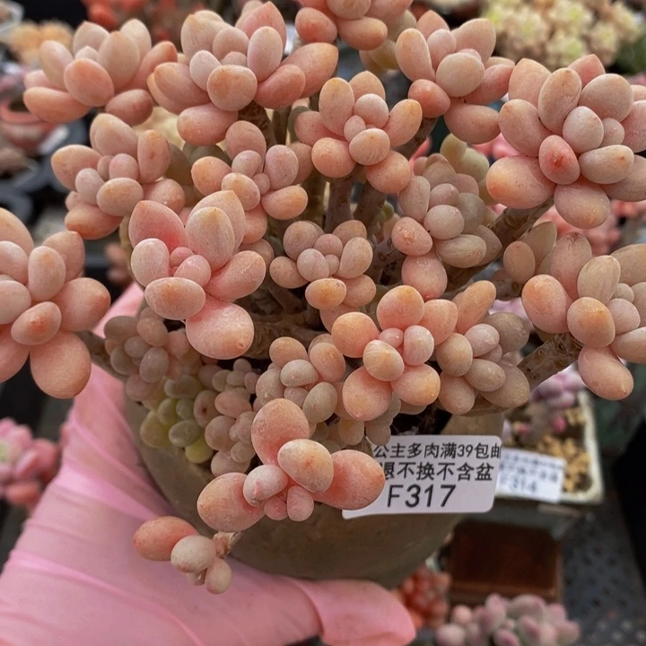 鱼子酱老桩14cm317多肉植物