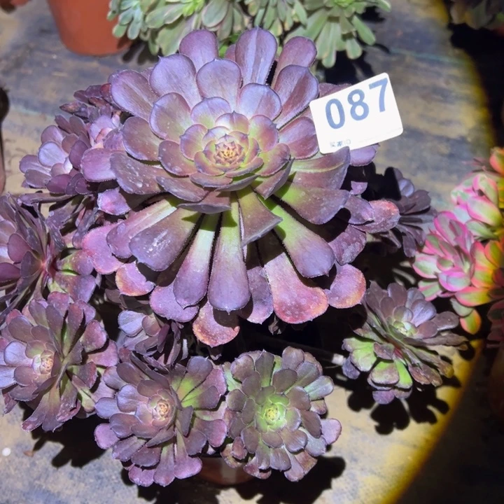 黑萝莉多肉植物087
