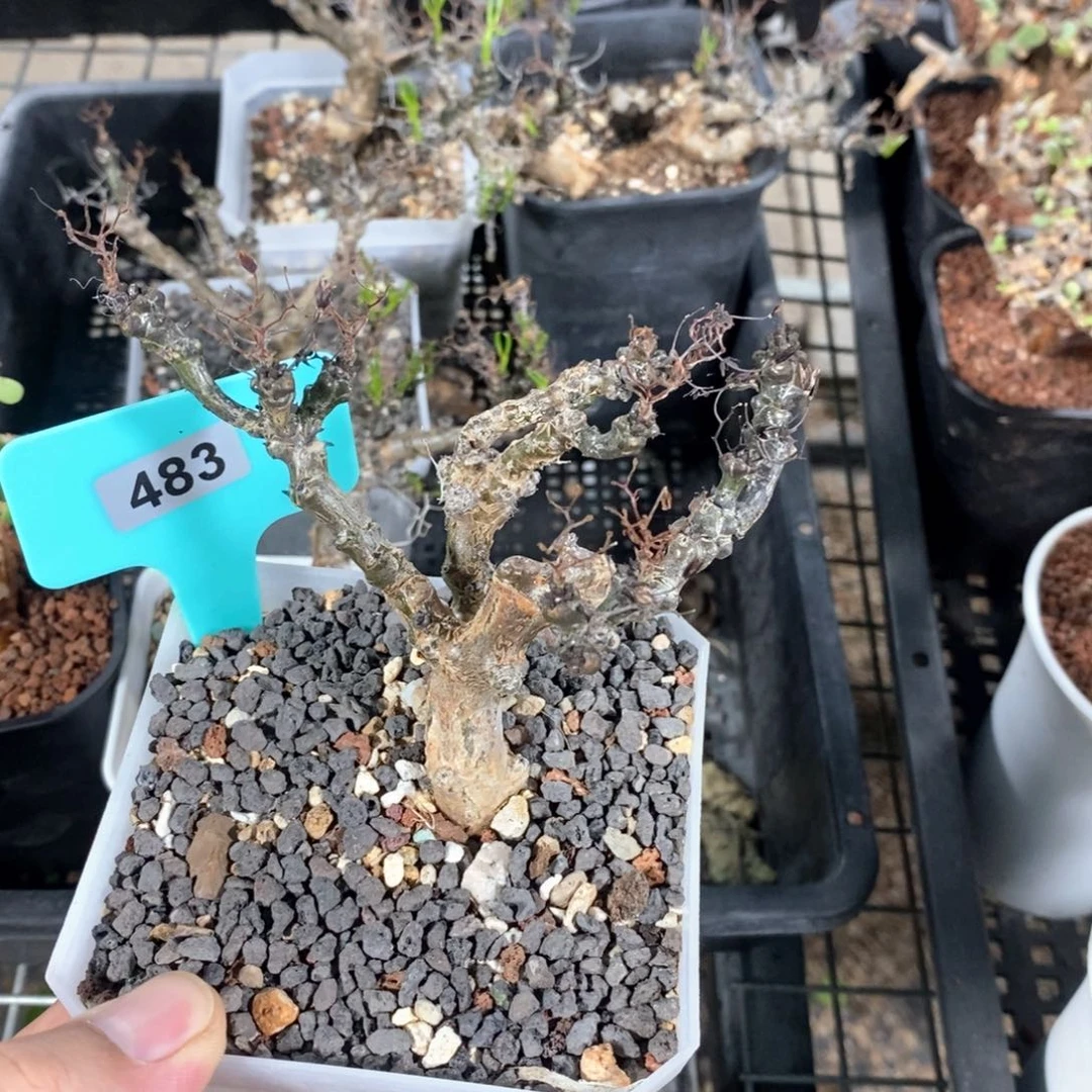 黑曼巴多肉植物一个