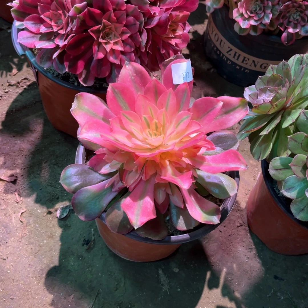 多肉植物香妃378