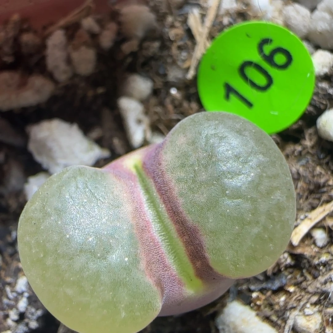 磁铁漂亮多肉植物106