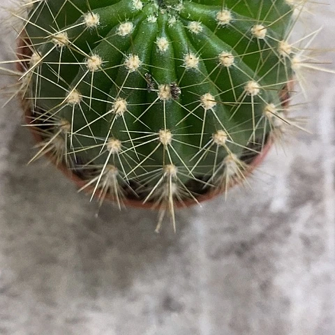 牛牛仙人球，257889