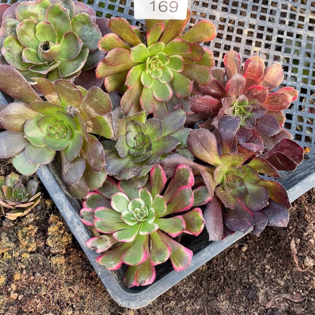 169法师锦多肉组合7颗