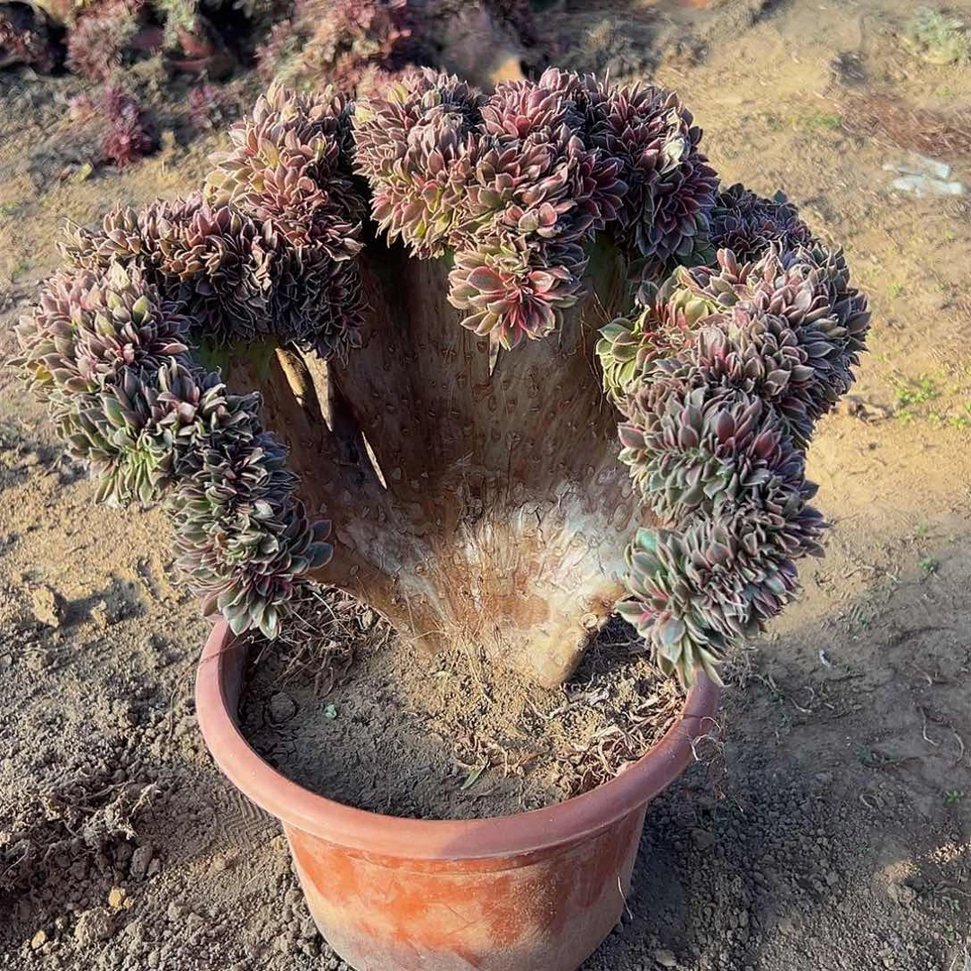 快****8女神缀化脱土发货