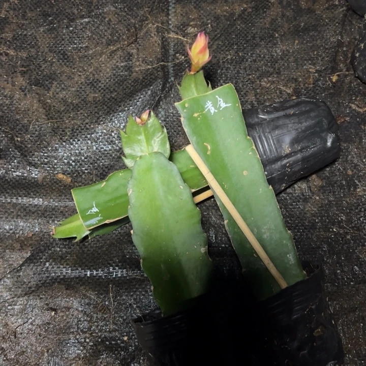 黄金女王嫁接单片小苗一颗