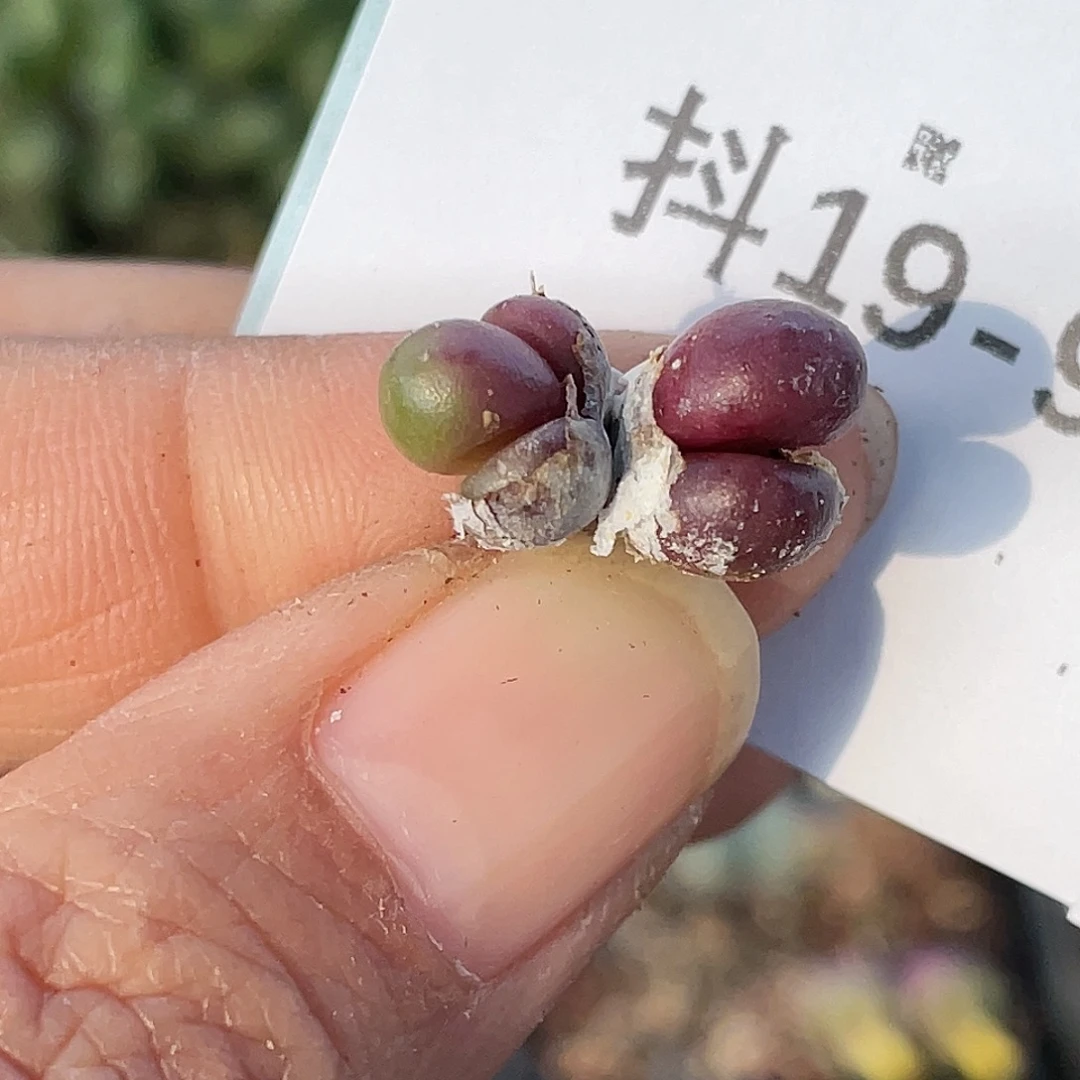 19-9紫葡萄多肉植物