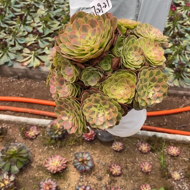 红***年7-29-27雨荷法师锦寄养