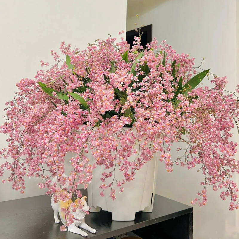 粉色梦香兰【樱花之恋】室内浓香花卉带花发货好养护可让满屋飘香