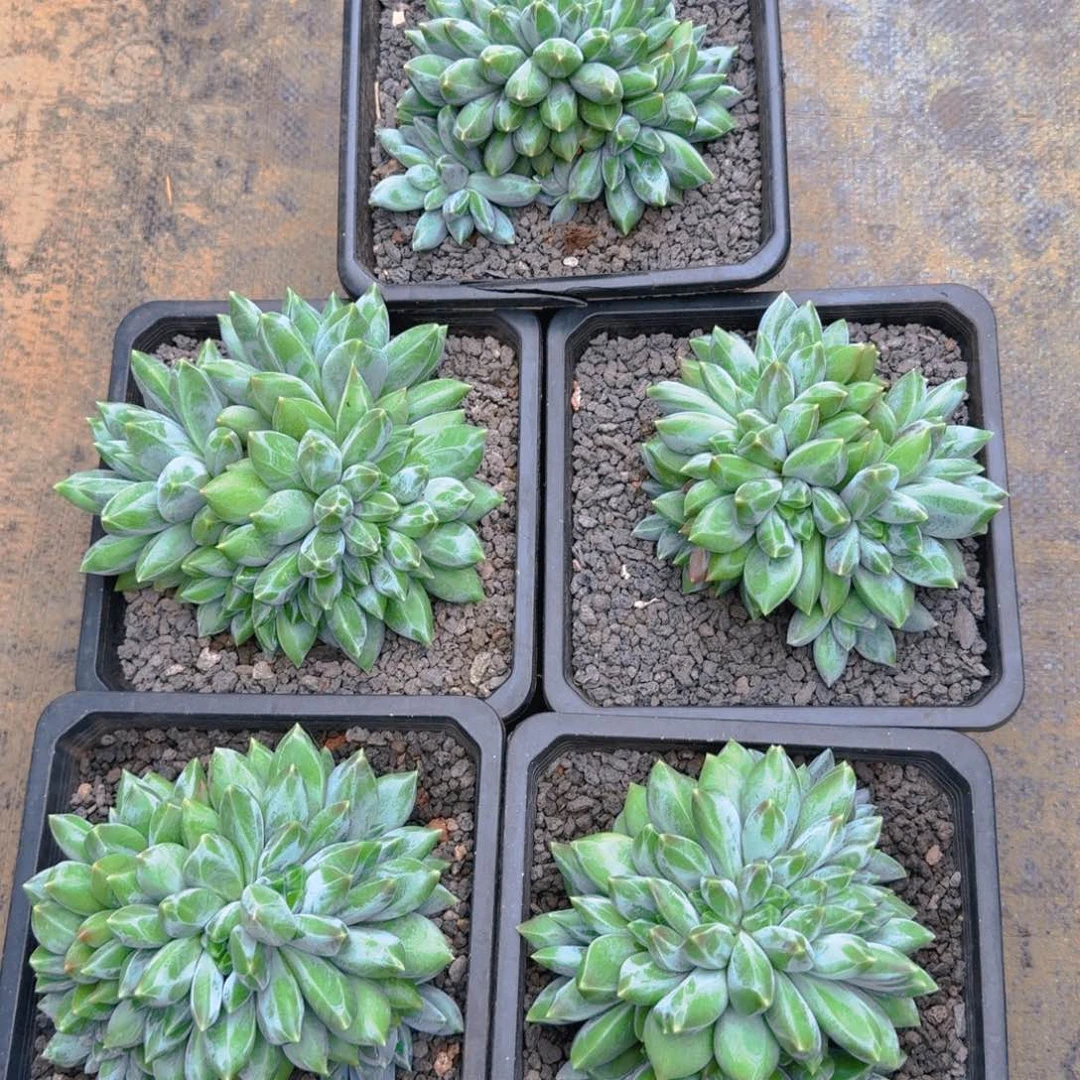 重楼朵朵缀福利11111111111