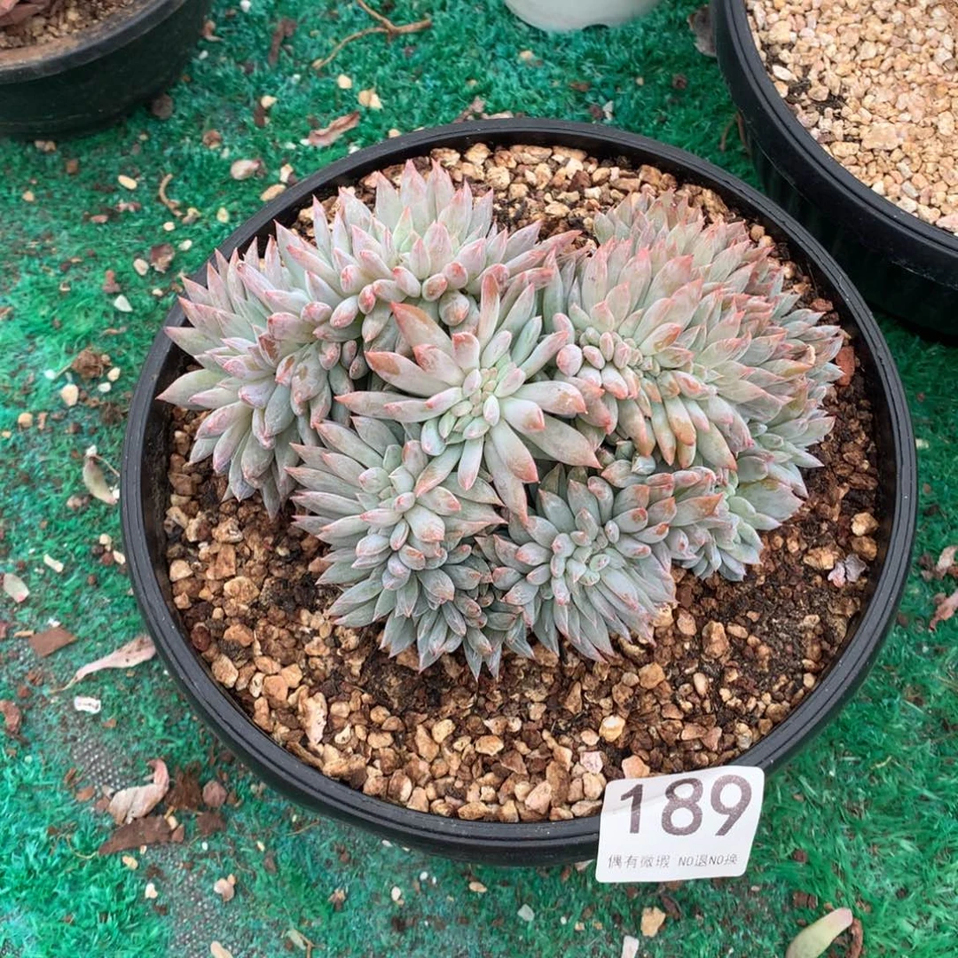 189橙子缀化多肉植物