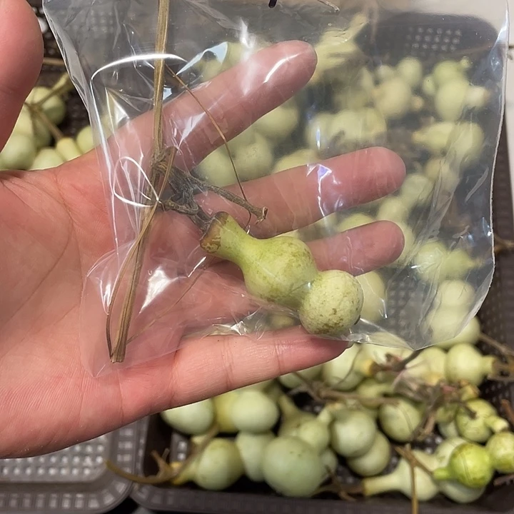 闫***豪感谢各位大哥支持  青皮不保成