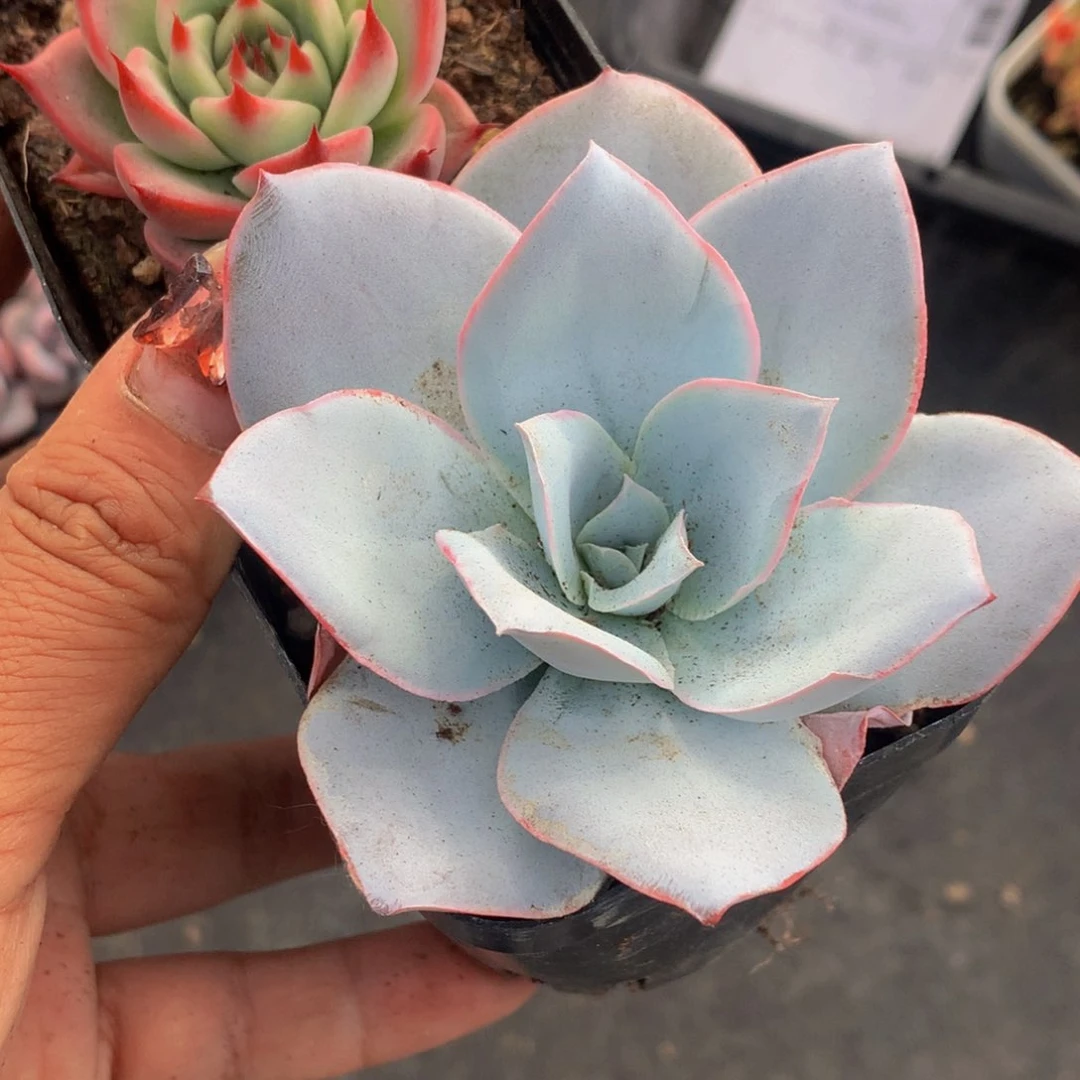 广寒宫  加托斯卡。（不满9.99发叶子）