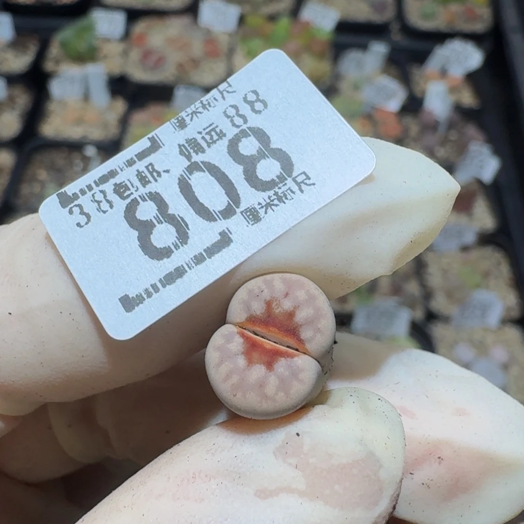 胖***含Zzzz精品生石花808